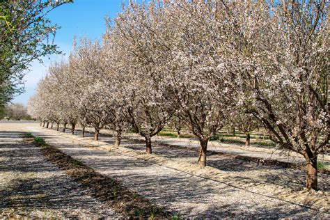  Under The Almond Trees : A Vietnamese Symphony Of Forbidden Love And Resilient Hearts