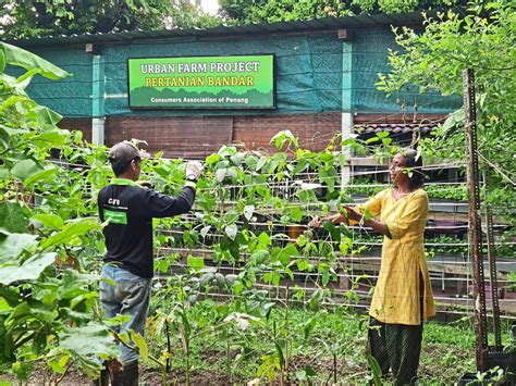  Unlocking the Secrets of Urban Farming: A Malaysian Perspective